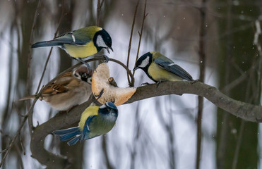 A bird tit sits on a branch with food