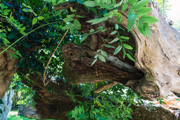 Old tree in a park in Galicia