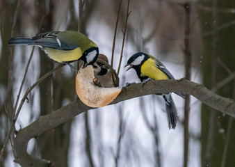 A bird tit sits on a branch with food