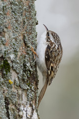 Eurasian or common treecreeper (Certhia familiaris)