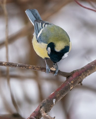 Titmouse in winter park