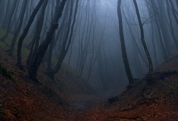 In foggy forest