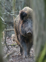 Wild boar family walking in forest in springtime (Sus scrofa).