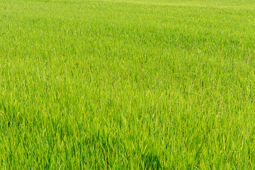 Rice field green in the the morning.