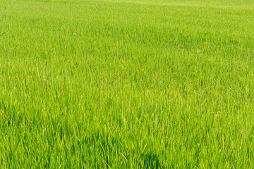 Obraz na płótnie Canvas Rice field green in the the morning.