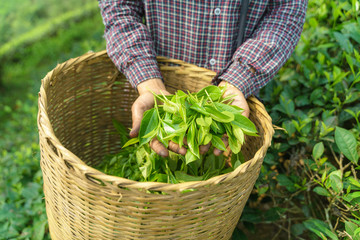 Woman worker hands holding fresh tea leaves over basket in tea plantation