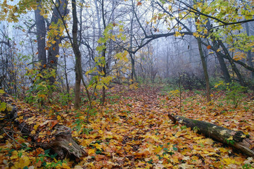 autumn forest with misty morning