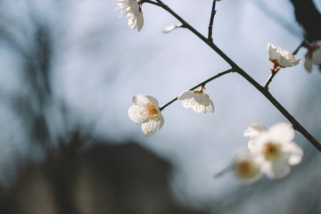 매화