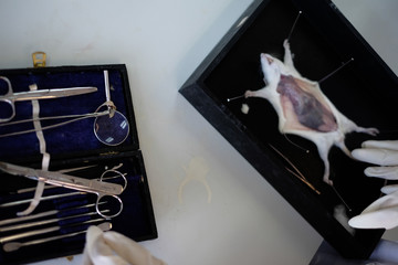 Malaysia - March 2, 2020: Surgeon perform vascular anastomosis on the rat lab. Students  tdo a practical session at university in Malaysia in laboratory rat. 