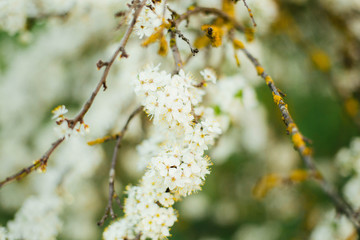 Beautiful flowers bloom on a tree