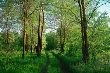 Spring Nature. Park with Green Grass and Trees.