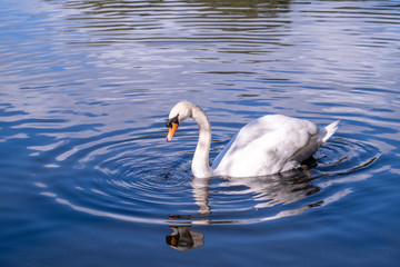 swan on lake