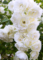 Lovely blooming white rose isolated on green garden background.