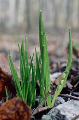 green grass in spring