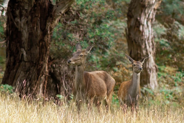 Deers on Barringo Australia. 
