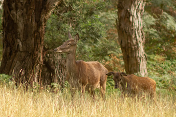 Passeful deers on barringo australia