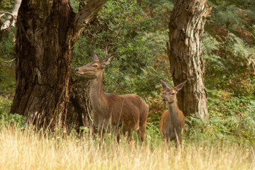 Deers family on Australia