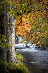 Fototapeta premium Wild Ireland