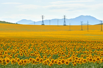 Field of sunflowers.  Yellow sunflowers grow in the field.  Agricultural crops. East Kazakhstan region. Kazakhstan.