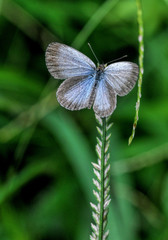 butterfly on a flower