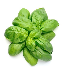 Basil leaves