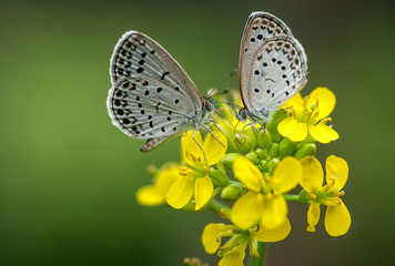 butterfly on a flower