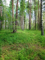 Obraz premium trees in the forest