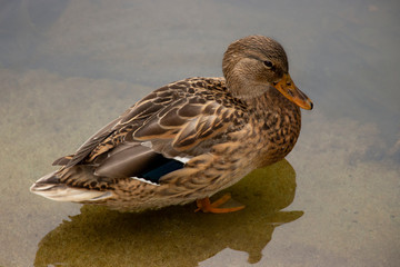 A colorful drake stands in the water