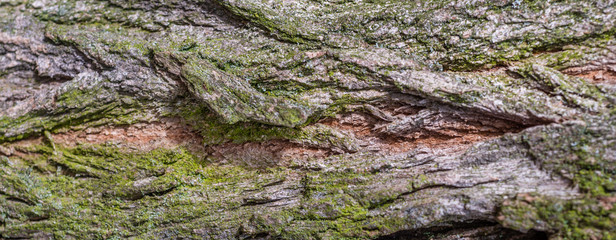 Textures of bark on a tree for backgrounds 