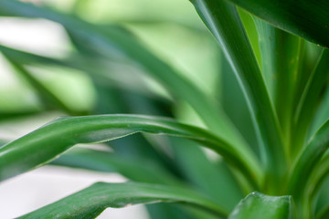 Fototapeta na wymiar Closeup shot of a Yucca plant