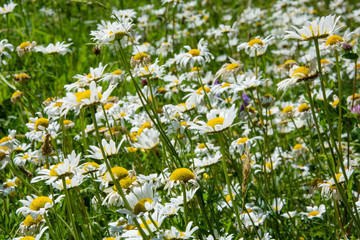 Green field with chamomiles. Beautiful flowers on the meadow. Close-up.