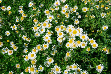 Green field with chamomiles. Beautiful flowers on the meadow. Close-up.
