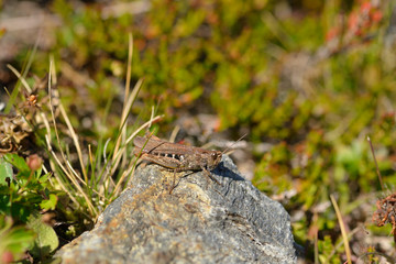 Brauner Grashüpfer (Chorthippus brunneus)