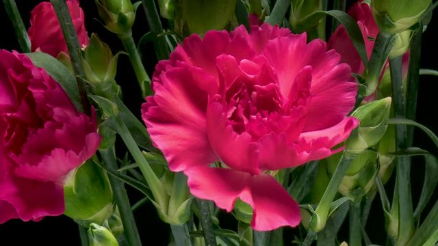 Time Lapse of blooming pink Carnation Flowers. Beautiful Carnation opening up. Timelapse of blossom carnation bouquet with green leaves on black background.