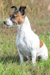 Naklejka premium Brown and white Jack Russell Terrier posing in a field