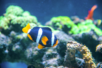 Fototapeta na wymiar Tropical fish near coral reef as nature underwater sea life background