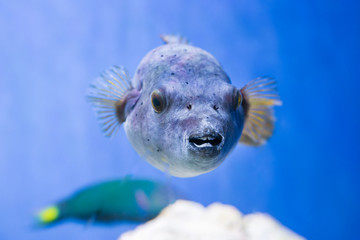 Fugu puffer blowfish fish Arothron Hispidus in aquarium as nature underwater sea life background