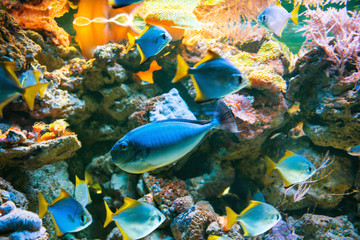 Obraz na płótnie Canvas Tropical blue fish Acanthurus Leucosternon surgeonfish in aquarium as nature underwater sea life background