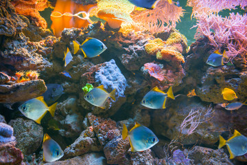 Naklejka na ściany i meble Tropical blue fishes in aquarium as nature underwater sea life background