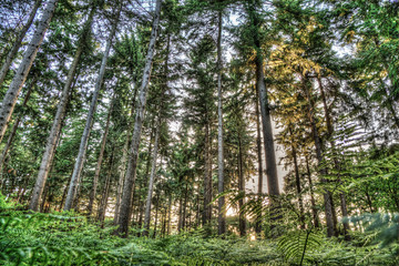 forest dieback due to climate change