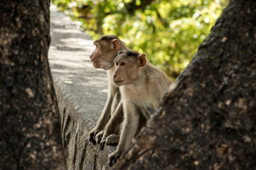 Two monkey with look