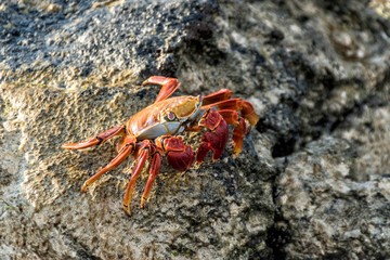 Cangrejo rojo Galapagos