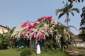 Flower Roof House near Chiang Mai, Thailand. Pink, white flowers of blossoming bougainvillea...