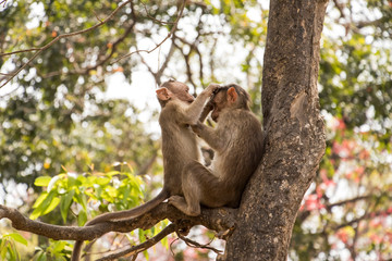 two monkey with love