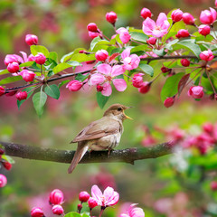 Panele Szklane Podświetlane  portret ptak śpiewający słowik siedzi na gałęzi w majowym ogrodzie otoczony różowymi kwiatami jabłoni i głośno śpiewa