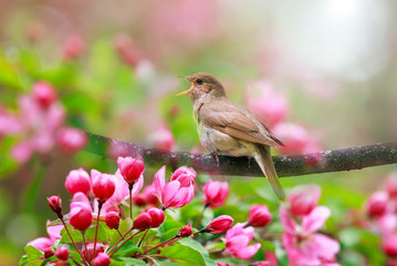 portrait songbird a Nightingale sits on a branch in a may garden surrounded by pink Apple blossoms...