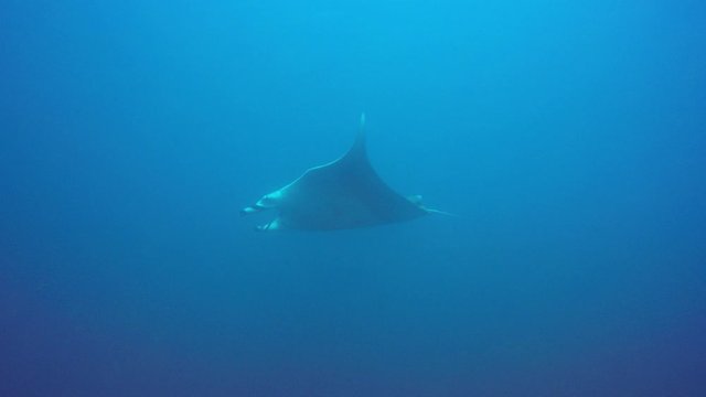 Oceanic Manta Rays swimming in ocean