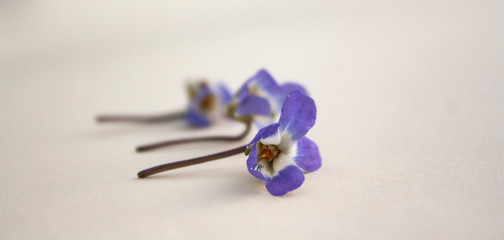 Three violet flowers lie one by one, only the first flower is clearly visible. spring flower close up
