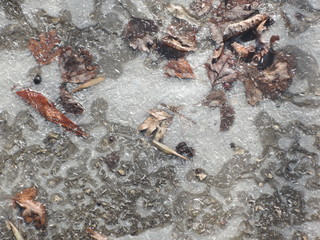 Frozen water puddle in autumn forest. Abstract background fallen leaves in the frozen ice