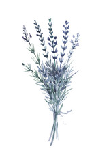 Fototapeta premium lavender flower twig plants flora spring watercolor purple lilac aromatherapy flowers